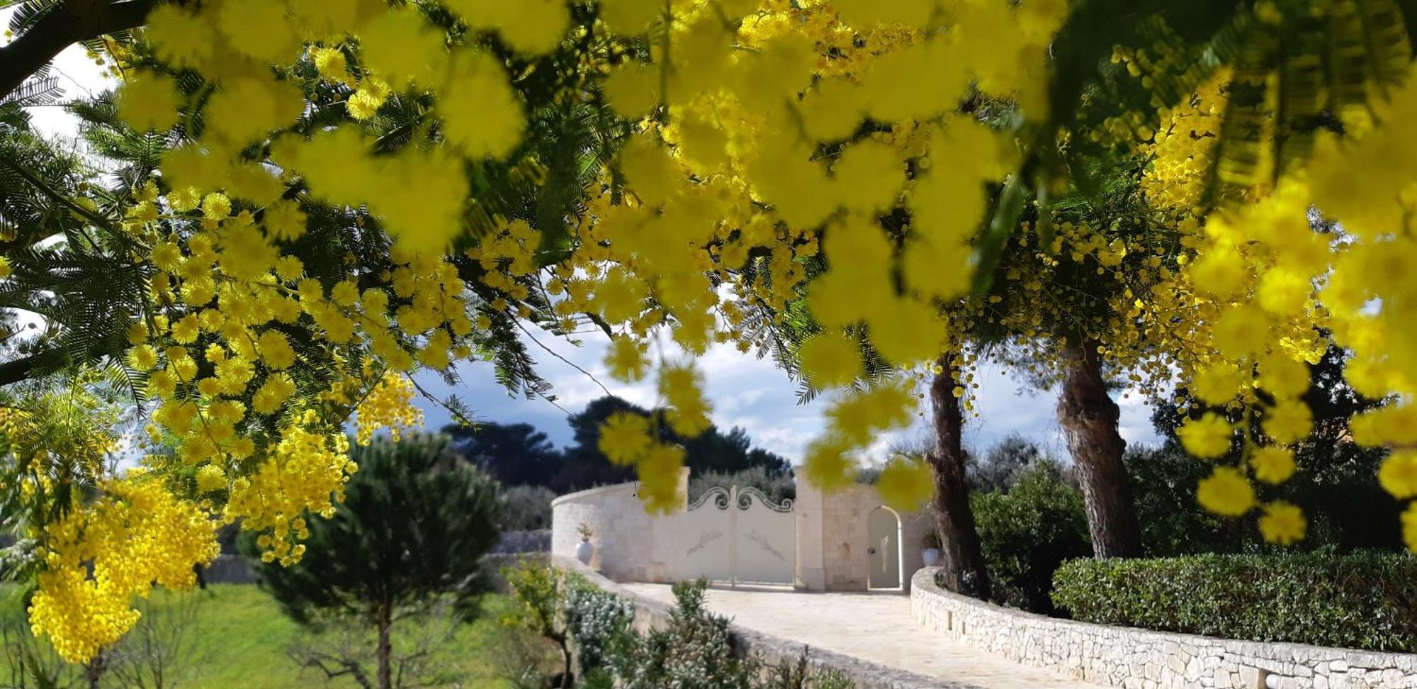 Villa Karmel Valle D'Itria Cisternino Kültér fotó